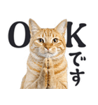 拝む猫（個別スタンプ：1）