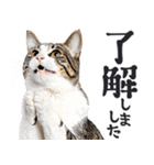 拝む猫（個別スタンプ：2）