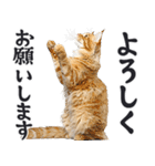 拝む猫（個別スタンプ：4）