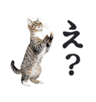 拝む猫（個別スタンプ：5）