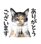 拝む猫（個別スタンプ：6）