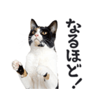 拝む猫（個別スタンプ：7）