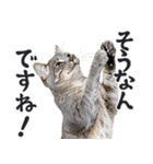 拝む猫（個別スタンプ：8）