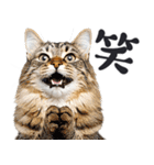 拝む猫（個別スタンプ：9）