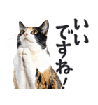 拝む猫（個別スタンプ：10）