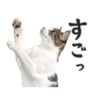 拝む猫（個別スタンプ：11）