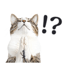 拝む猫（個別スタンプ：12）