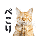 拝む猫（個別スタンプ：13）