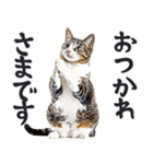 拝む猫（個別スタンプ：14）