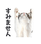 拝む猫（個別スタンプ：15）