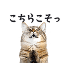 拝む猫（個別スタンプ：16）