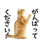 拝む猫（個別スタンプ：17）