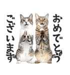 拝む猫（個別スタンプ：18）