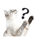 拝む猫（個別スタンプ：20）