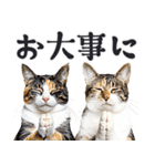 拝む猫（個別スタンプ：21）