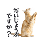 拝む猫（個別スタンプ：22）