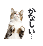 拝む猫（個別スタンプ：23）
