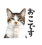 拝む猫（個別スタンプ：24）