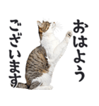 拝む猫（個別スタンプ：25）
