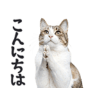 拝む猫（個別スタンプ：26）