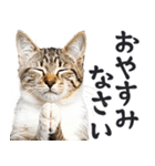 拝む猫（個別スタンプ：27）