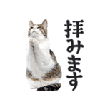 拝む猫（個別スタンプ：28）