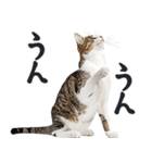拝む猫（個別スタンプ：29）