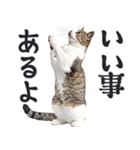 拝む猫（個別スタンプ：30）