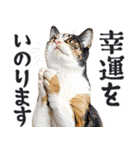 拝む猫（個別スタンプ：31）