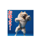激しく動く！ポメラニアン！（個別スタンプ：2）