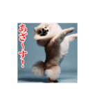 激しく動く！ポメラニアン！（個別スタンプ：10）