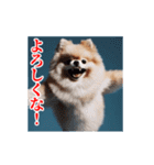 激しく動く！ポメラニアン！（個別スタンプ：12）