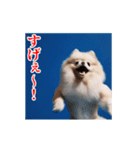 激しく動く！ポメラニアン！（個別スタンプ：16）