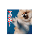 激しく動く！ポメラニアン！（個別スタンプ：17）