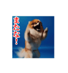 激しく動く！ポメラニアン！（個別スタンプ：23）