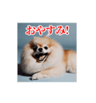 激しく動く！ポメラニアン！（個別スタンプ：24）