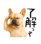 フレンチなブルさん（個別スタンプ：4）