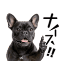 フレンチなブルさん（個別スタンプ：5）