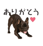 フレンチなブルさん（個別スタンプ：7）