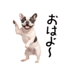 フレンチなブルさん（個別スタンプ：9）