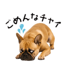 フレンチなブルさん（個別スタンプ：11）