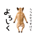 フレンチなブルさん（個別スタンプ：12）