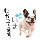 フレンチなブルさん（個別スタンプ：16）