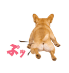 フレンチなブルさん（個別スタンプ：19）