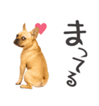 フレンチなブルさん（個別スタンプ：20）