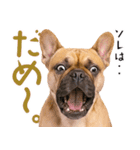 フレンチなブルさん（個別スタンプ：27）