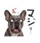 フレンチなブルさん（個別スタンプ：30）