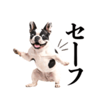 フレンチなブルさん（個別スタンプ：34）