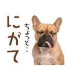 フレンチなブルさん（個別スタンプ：35）