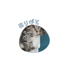 うちの猫、トラ。オス。（個別スタンプ：2）